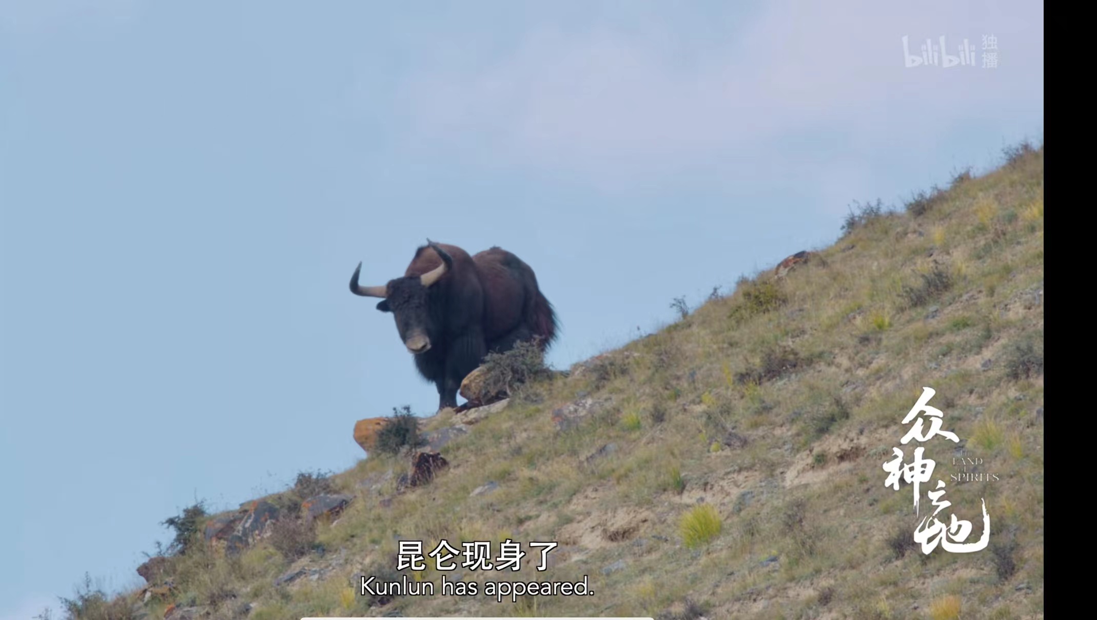 Wild yak appearing in the wilderness