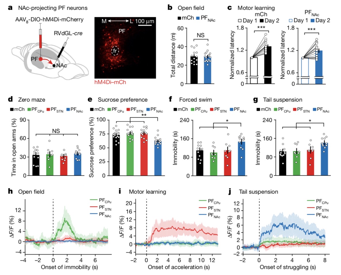 PF neurons projecting the NAc mediate depression-like behavior.