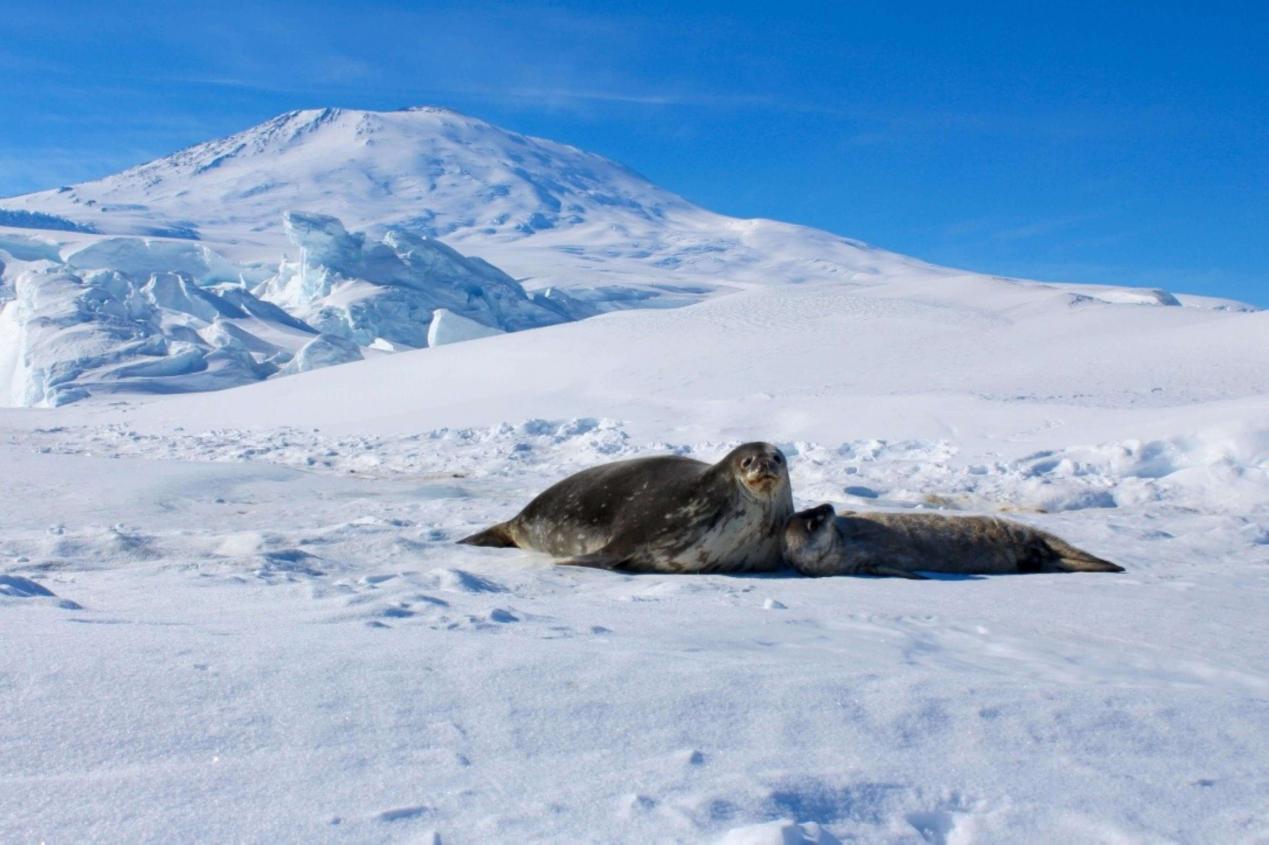 A female Weddell seal with her baby in front of Mount Erebus