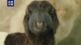 World&#39;s first cloned Tibetan sheep born in Qinghai