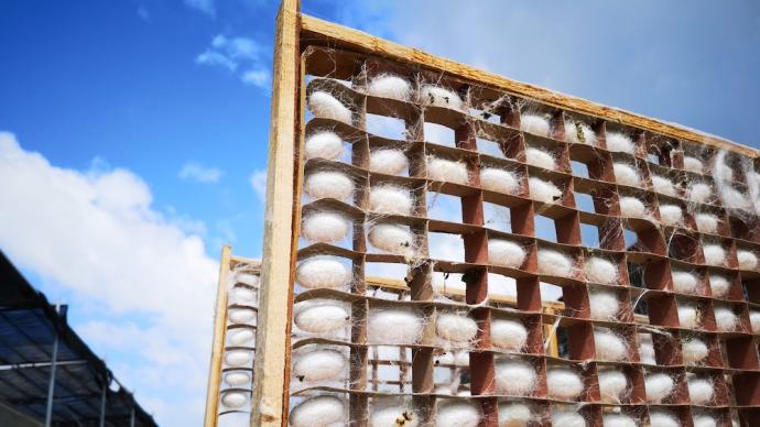 Twenty-four solar terms | Xiaoman, there are silkworm farmers in Tongxiang