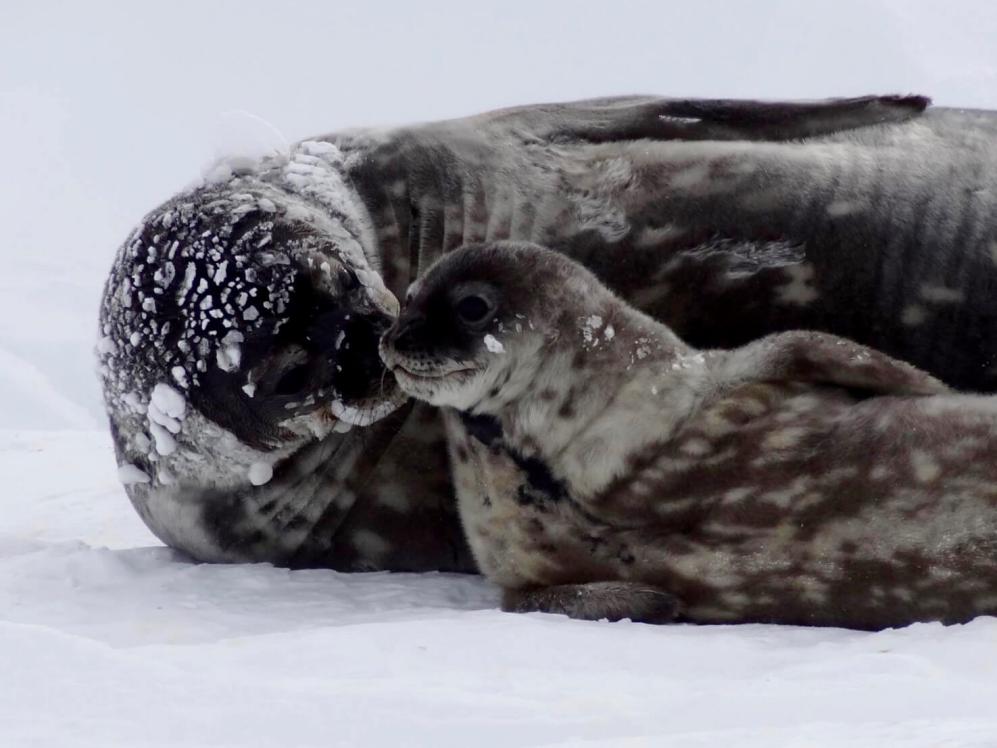 A Weddell seal on Antarctic sea ice is taking care of its young