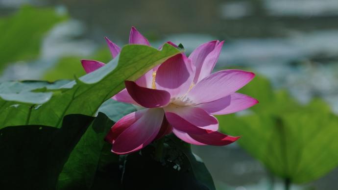 Summer in Shanghai: From Garden to Wilderness