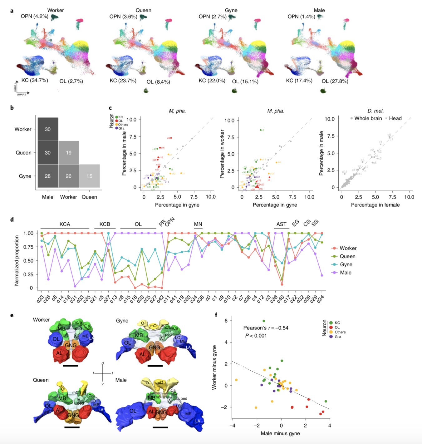 Specialization and complementarity of the pharaoh ant brain.