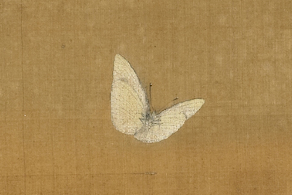 Song Xu Di Wild Vegetables and Insects (Partial Butterfly)