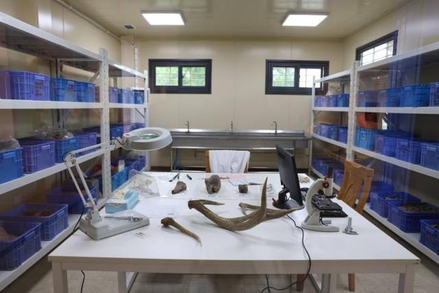 Animal skeletons unearthed in the laboratory