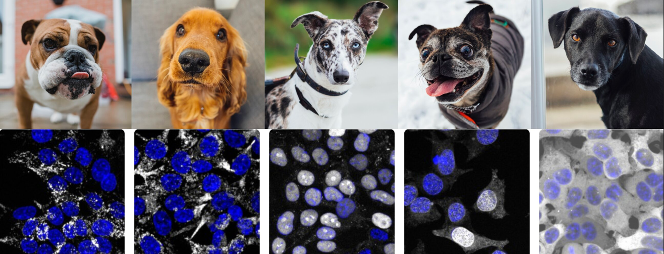 In addition to learning to identify and classify different dog breeds from images (top), a new machine learning method from CZ Biohub can distinguish different human proteins from fluorescence microscopy images (bottom) Image credit: CZ Biohub