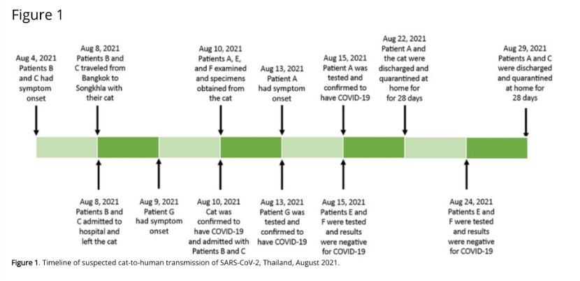 Timeline of suspected cat-to-human transmission of SARS-CoV-2, Thailand, August 2021.