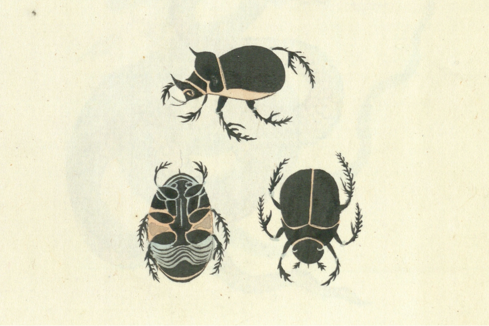 Ming Wenchu National Library Collection of Dung Beetles in "Jin, Stone, Insect and Plant Shape"
