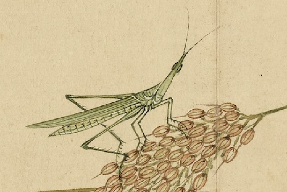 Qing Yang Dazhang Rice ear mantis (detail)