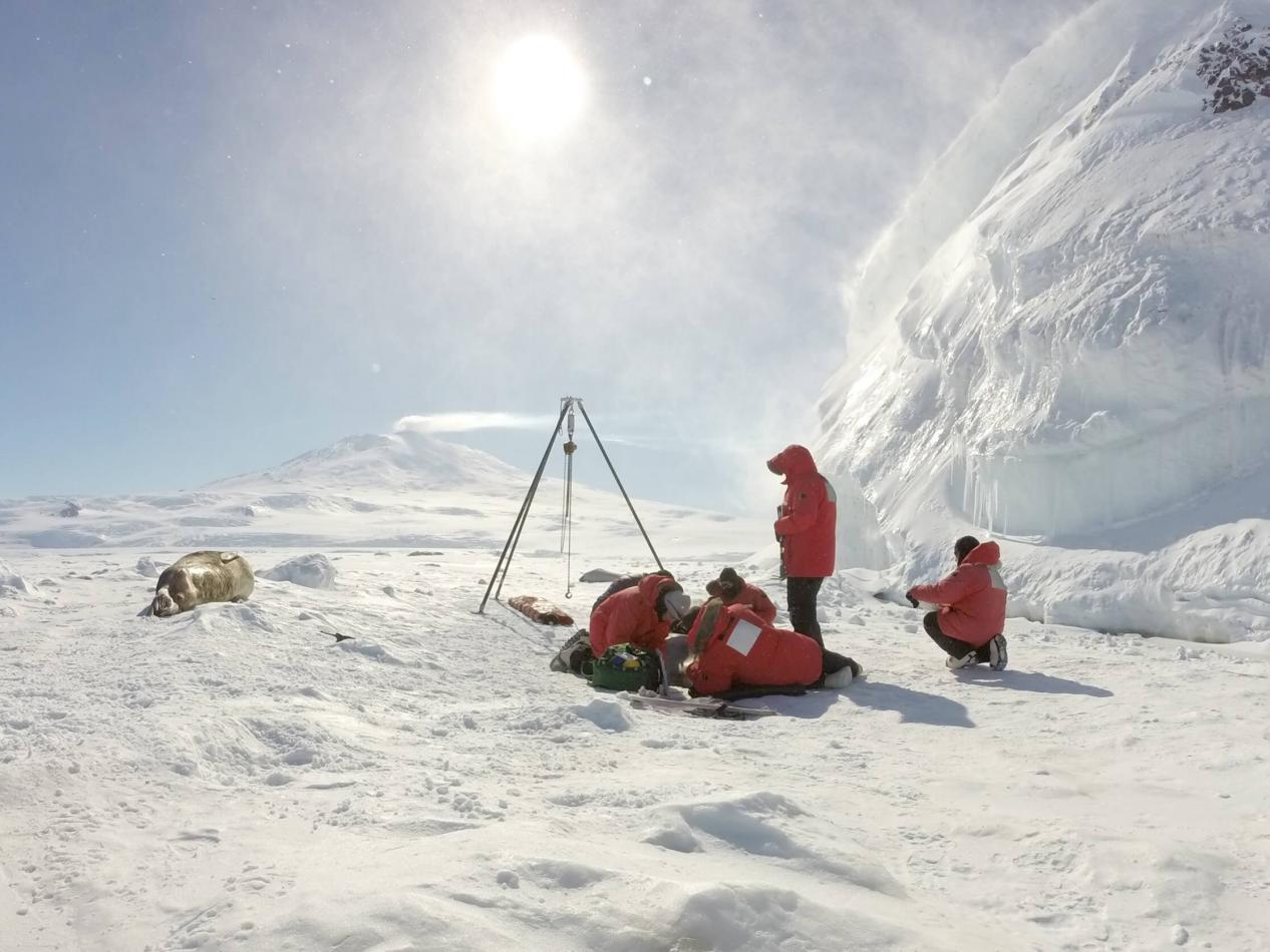 The research team studied a Weddell seal at a site on Hutton Cliffs, Antarctica, in sunny and windy weather. The smoke in the distance came from Mount Erebus, the southernmost active volcano in the world.