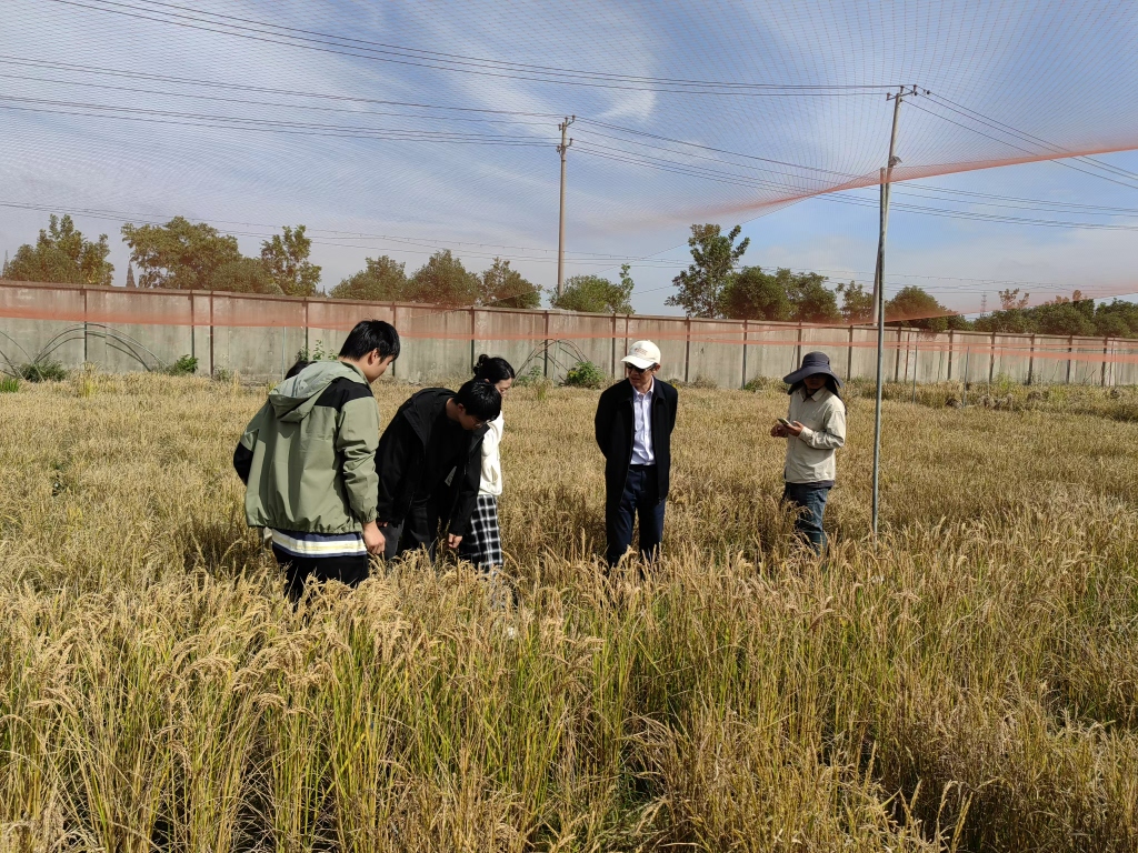 Chinese scientists have developed a nutritionally enhanced rice that can supplement the human body with coenzyme Q10, which is beneficial to the heart