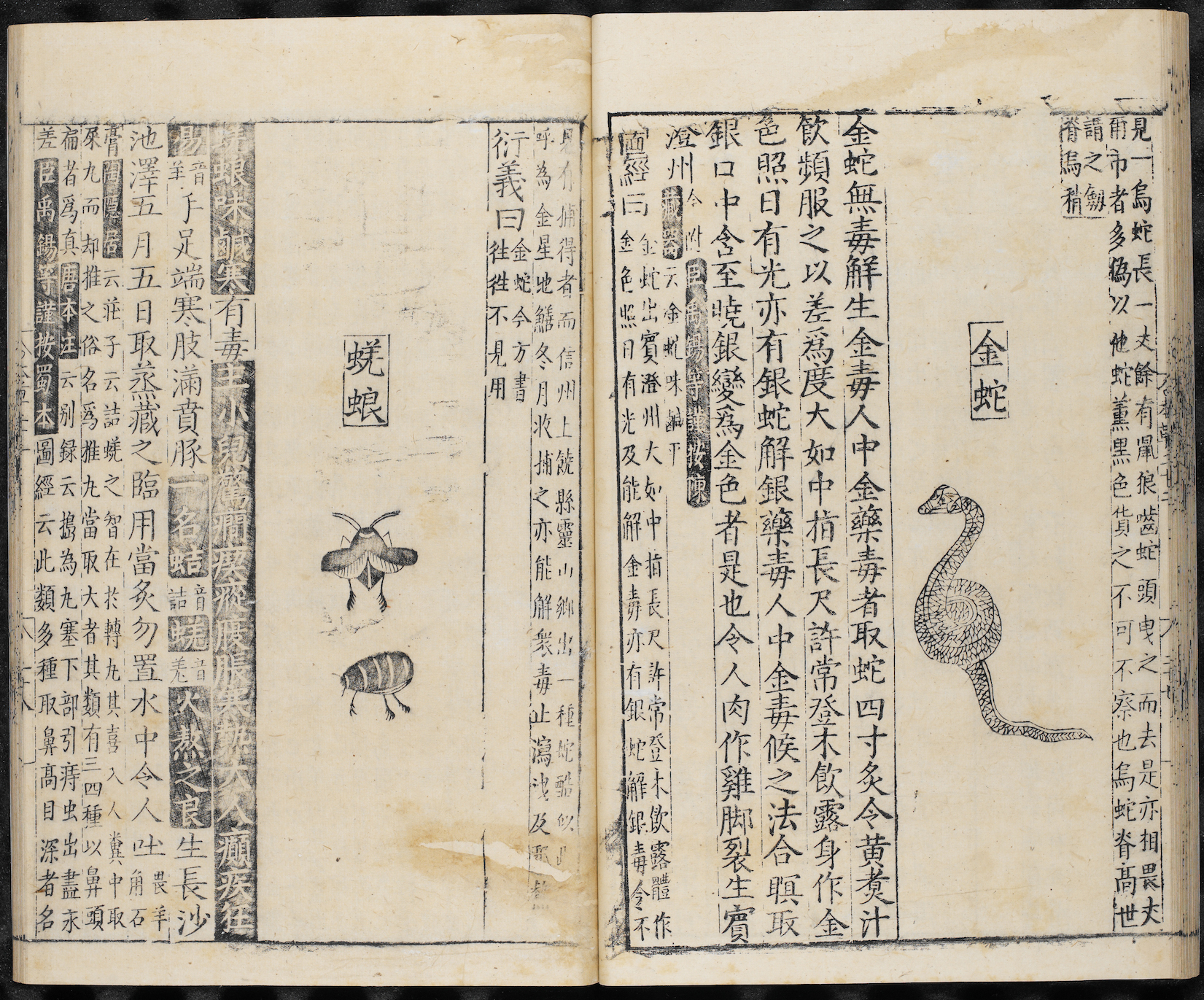 Ming Dynasty Classical History and Evidence Class Compendium of Materia Medica (Golden Snake, Dung Beetle)