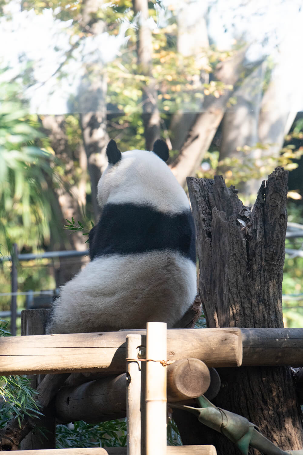 Japanese netizens once commented on the giant panda as "cute face, uncle's attitude". The picture shows Xiangxiang's back, taken on November 20, 2021. Gao's Guibo Picture