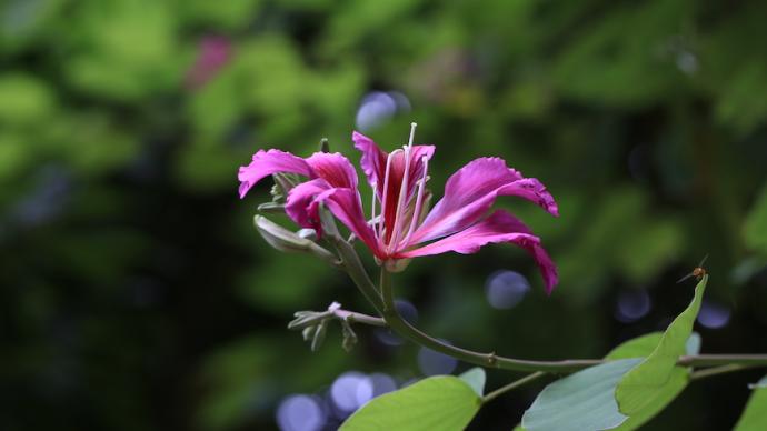 Nature walk | The century-old legend behind Hong Kong's "Bauhinia"