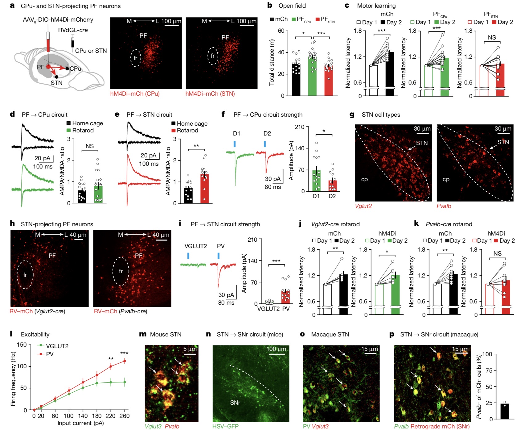 PF neurons projecting CPu and STN mediate distinct motor behaviors.