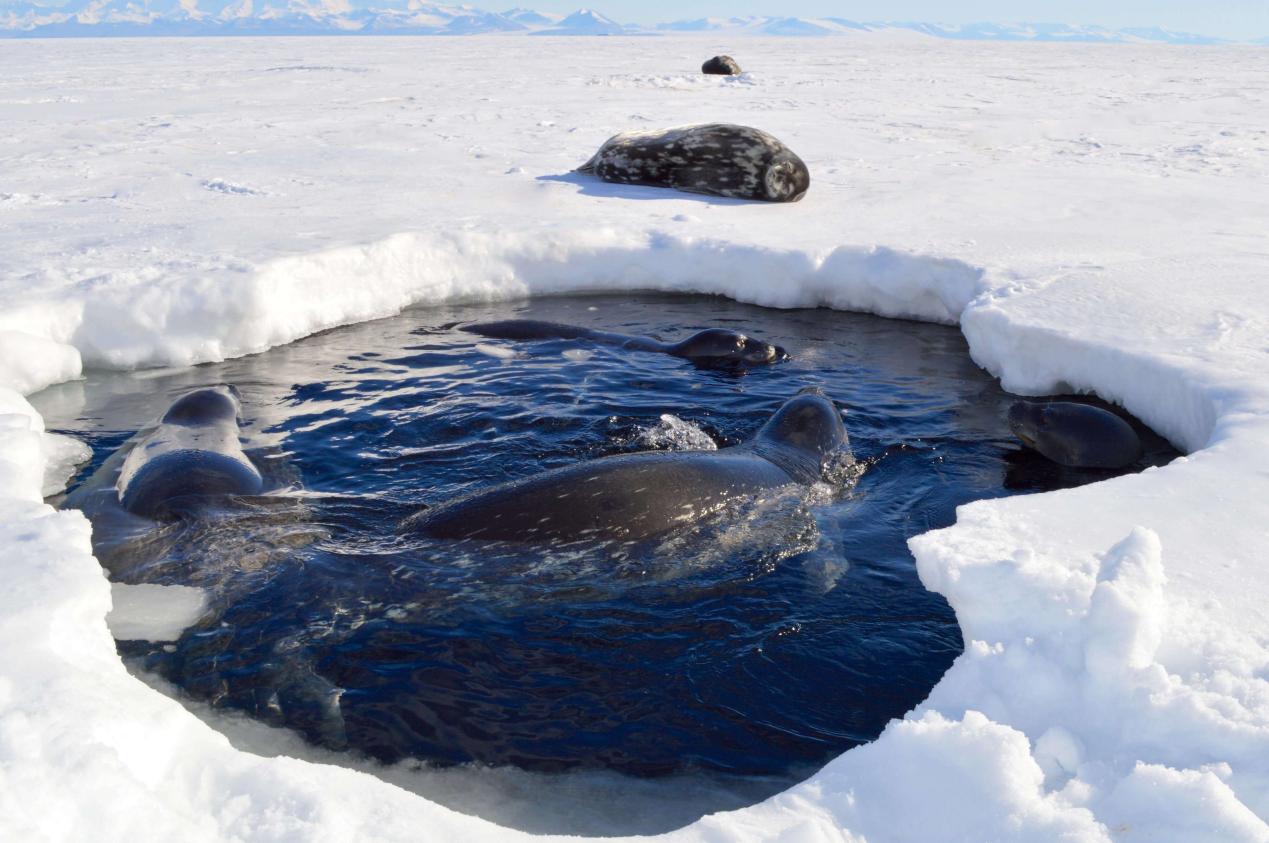 A Weddell seal in an ice cave, ready to dive.