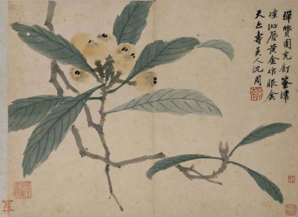 Ming Shen Zhou Loquat