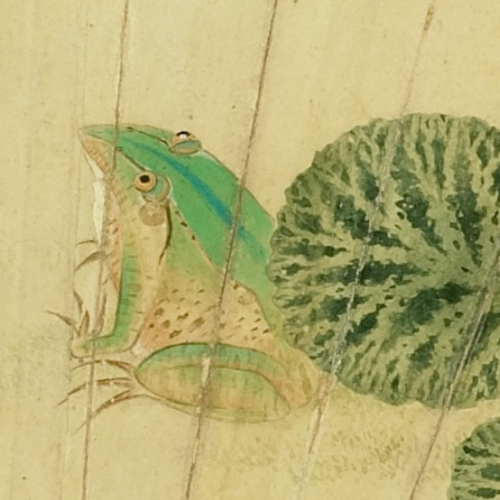 Ming Mou Yi, Saxifraga Frog (Part)