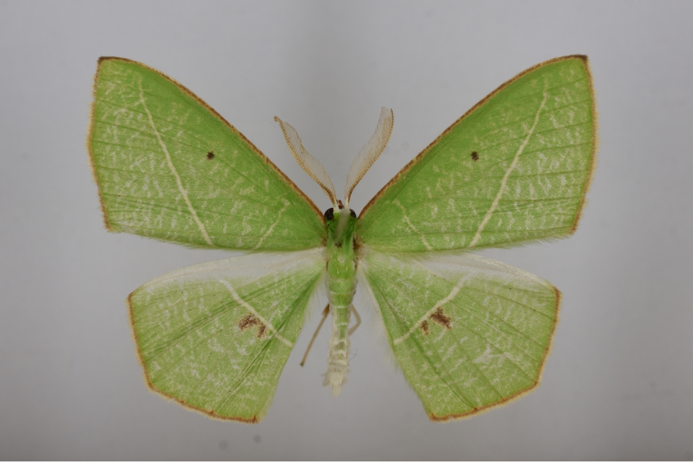 Green-winged tea-spotted moth