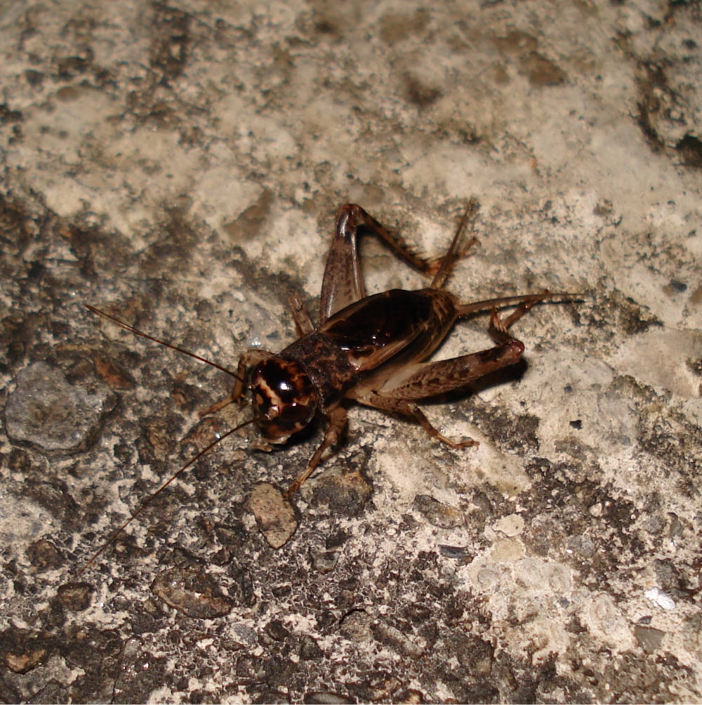 Male cricket (Velaifictorus sp.) (two tail hairs without ovipositor)