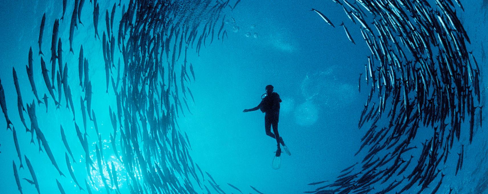 June 8 is the "World Oceans Day". The theme of this year's World Oceans Day and National Oceans Publicity Day is "Protecting the Marine Ecosystem, Harmonious Coexistence between Man and Nature".