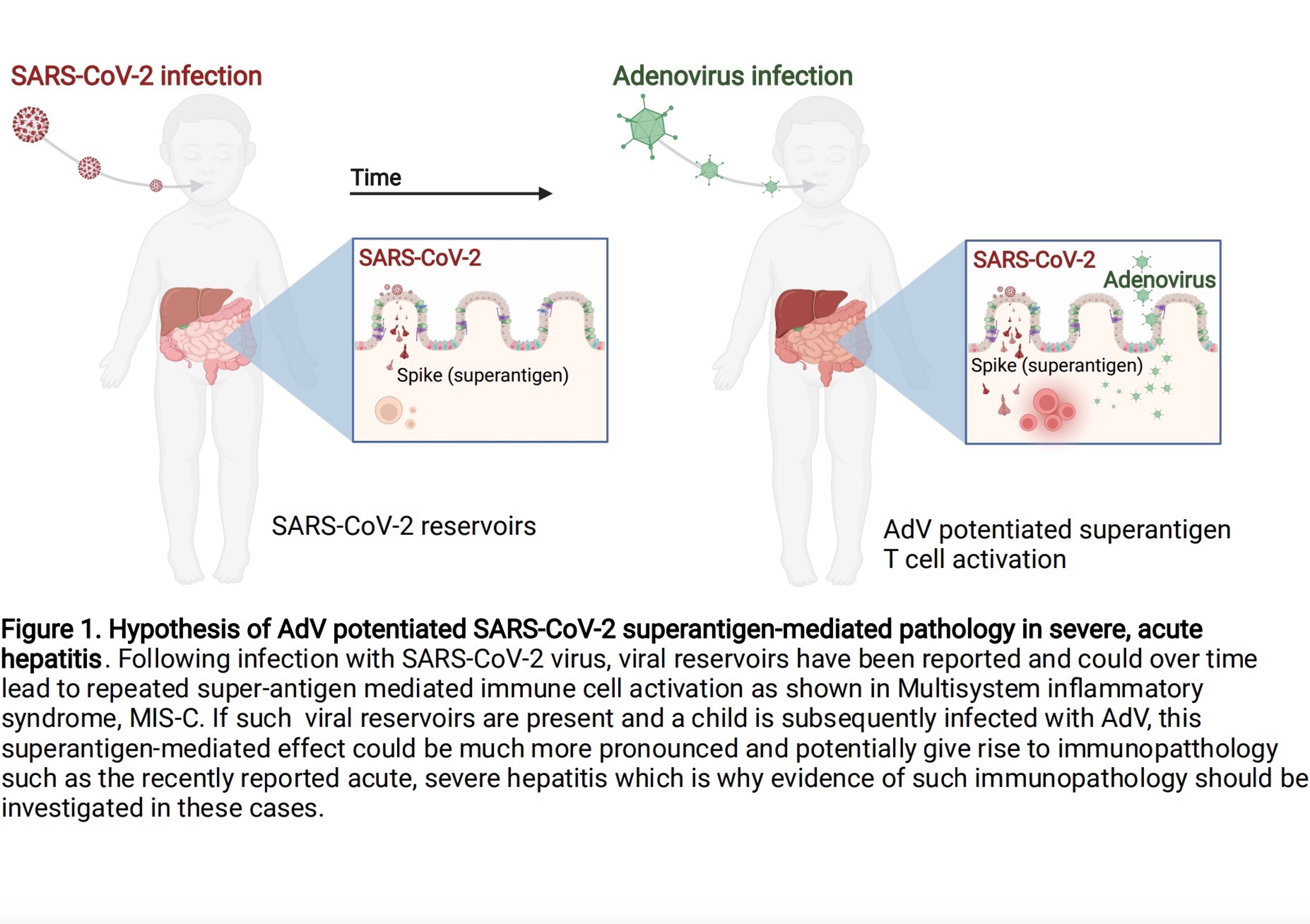 Schematic illustration of the pathology of adenovirus (AdV)-enhanced SARS-CoV-2 superantigen-mediated severe acute hepatitis.