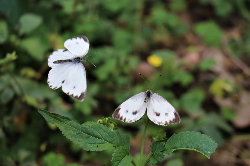 Fringe White Butterfly