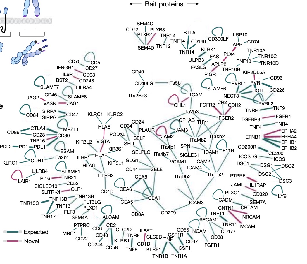 The physical interaction between protein molecules on the surface of immune cell membranes. Green represents known interactions, red represents newly discovered interactions between molecules