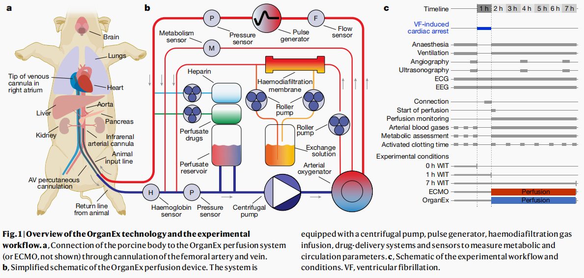 Overview of OrganEx Technology and Workflow