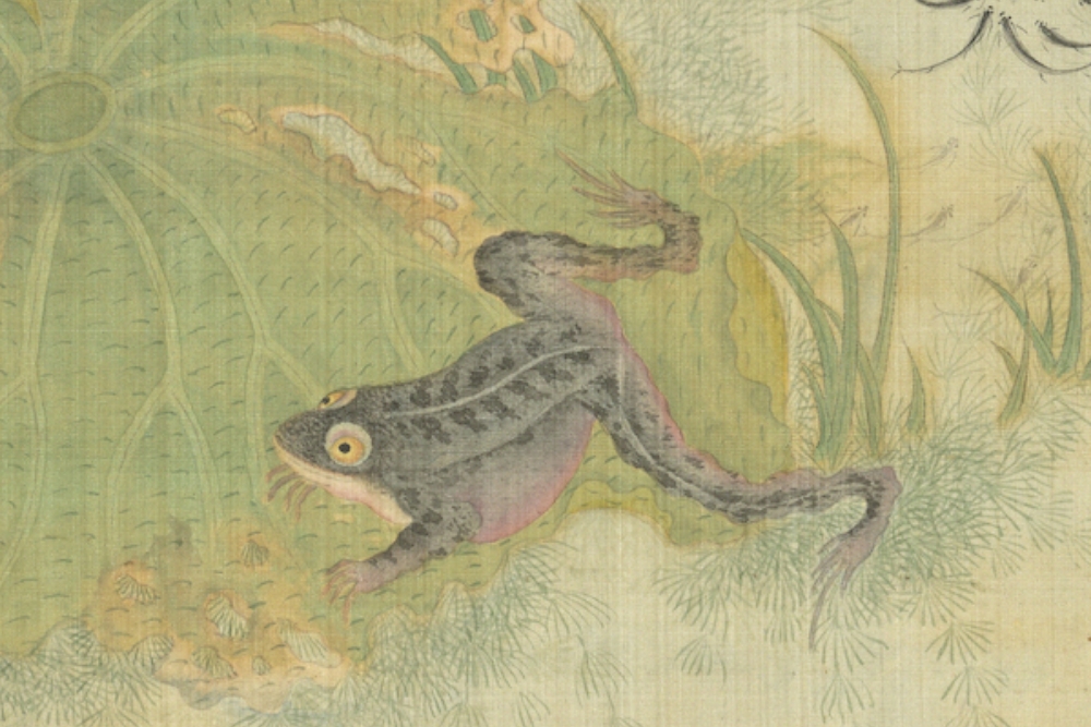 Qing Dynasty, Aeruginosa, the lotus frog, and the algae (partial frog)