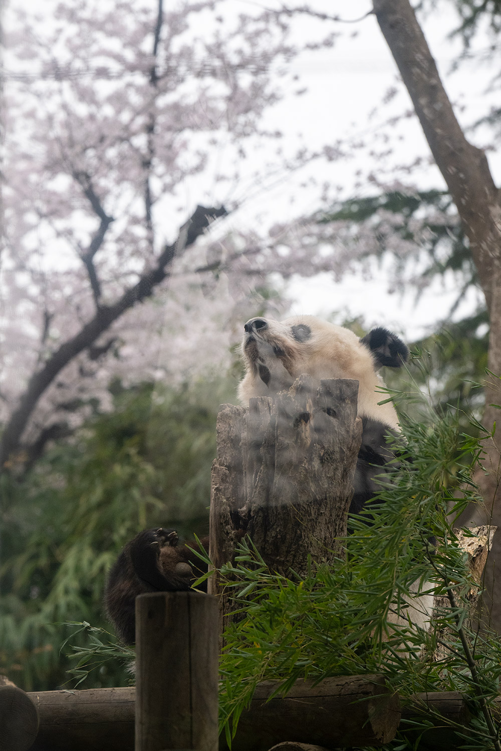 Xiang Xiang under the cherry blossom trees in the courtyard, taken on March 29, 2022. Gao's Guibo Picture
