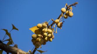 The unique "interlocking" structure of ginkgo husks inspires scientists to create biomimetic nanocomposites