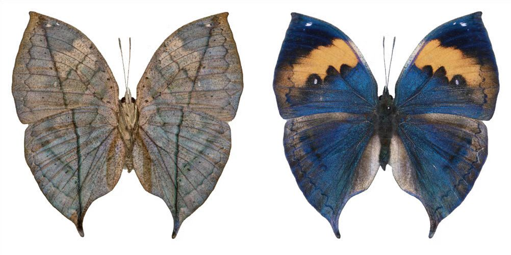 Figure 1 Nymphetus withered leaves Image provided by the author of the paper