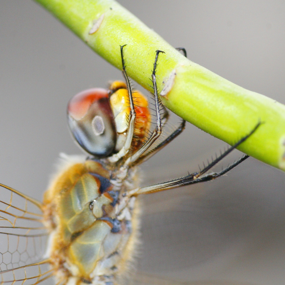 Dragonfly catching foot close-up