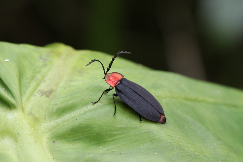 red-bellied firefly