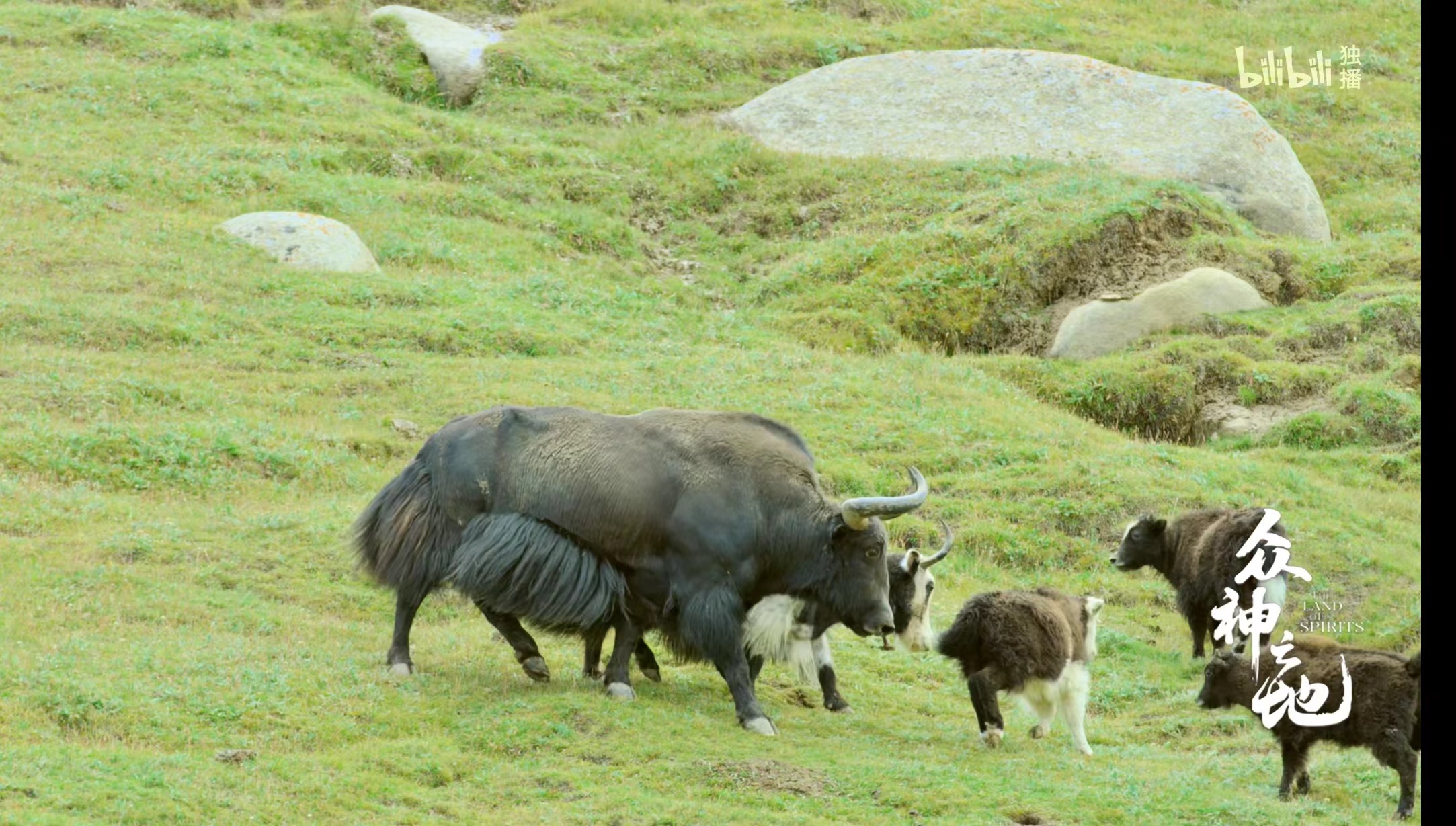 The exceptionally powerful body of the wild yak is in sharp contrast to the domestic yak