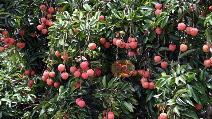 Twenty-four solar terms | Summer solstice, the taste of lychees