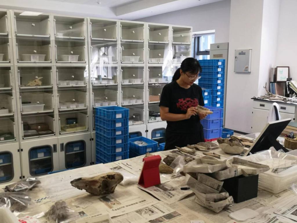 Song Shu researches unearthed animal skeletons in the laboratory. Photo provided by the interviewee himself