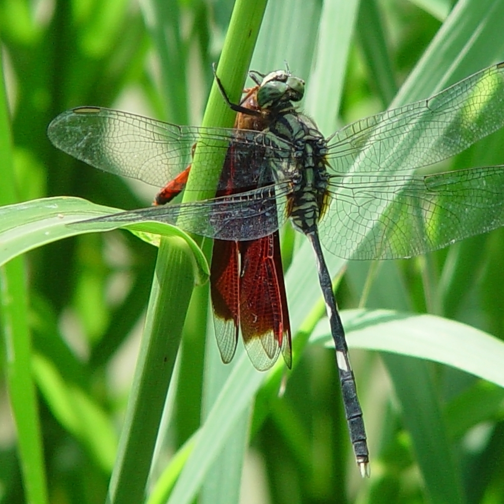 Juniper dragonfly preys on fickle dragonfly