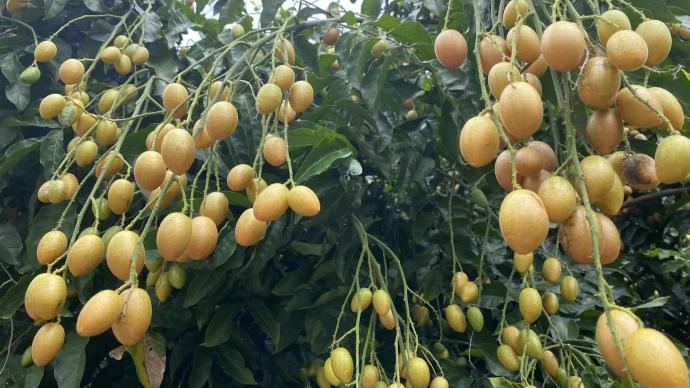 Twenty-four solar terms | Great summer, eat yellow skin, send a great summer boat