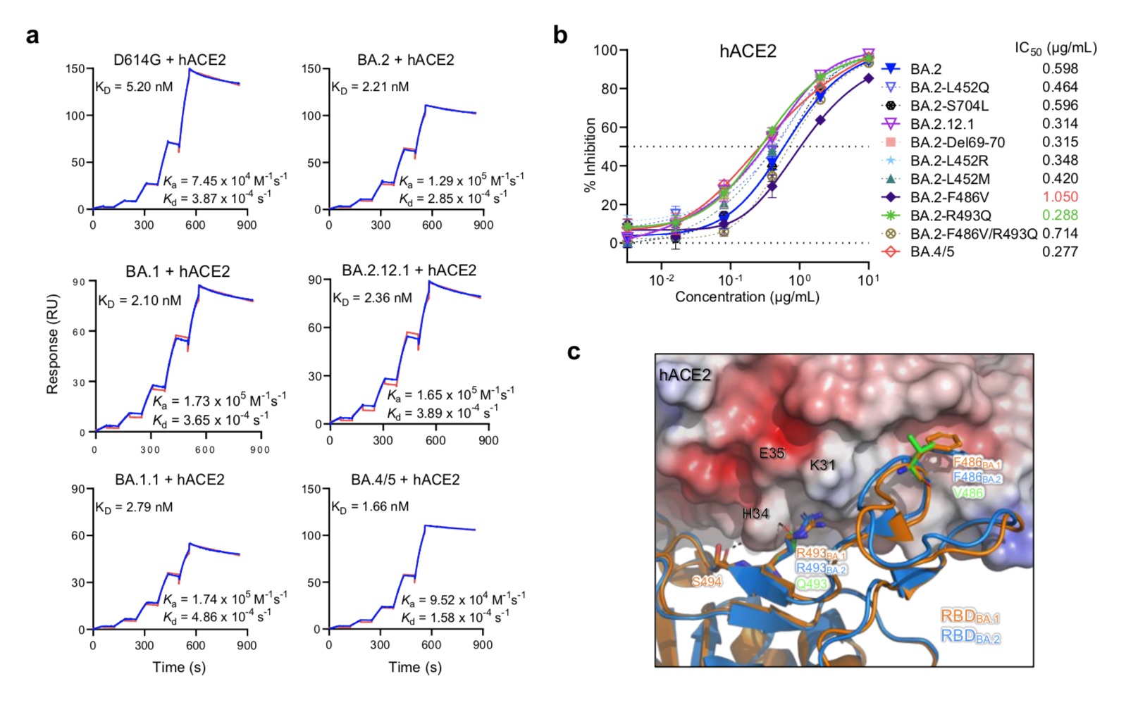 Affinity of the omicron sub-variant spike protein for human ACE2.