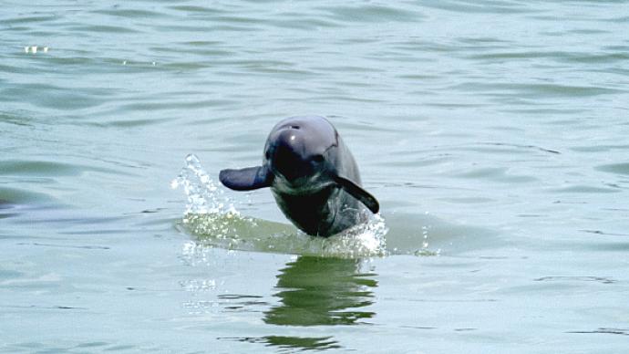 The 4th scientific expedition of finless porpoise in the whole Yangtze River Basin was officially launched, and the population is critically endangered