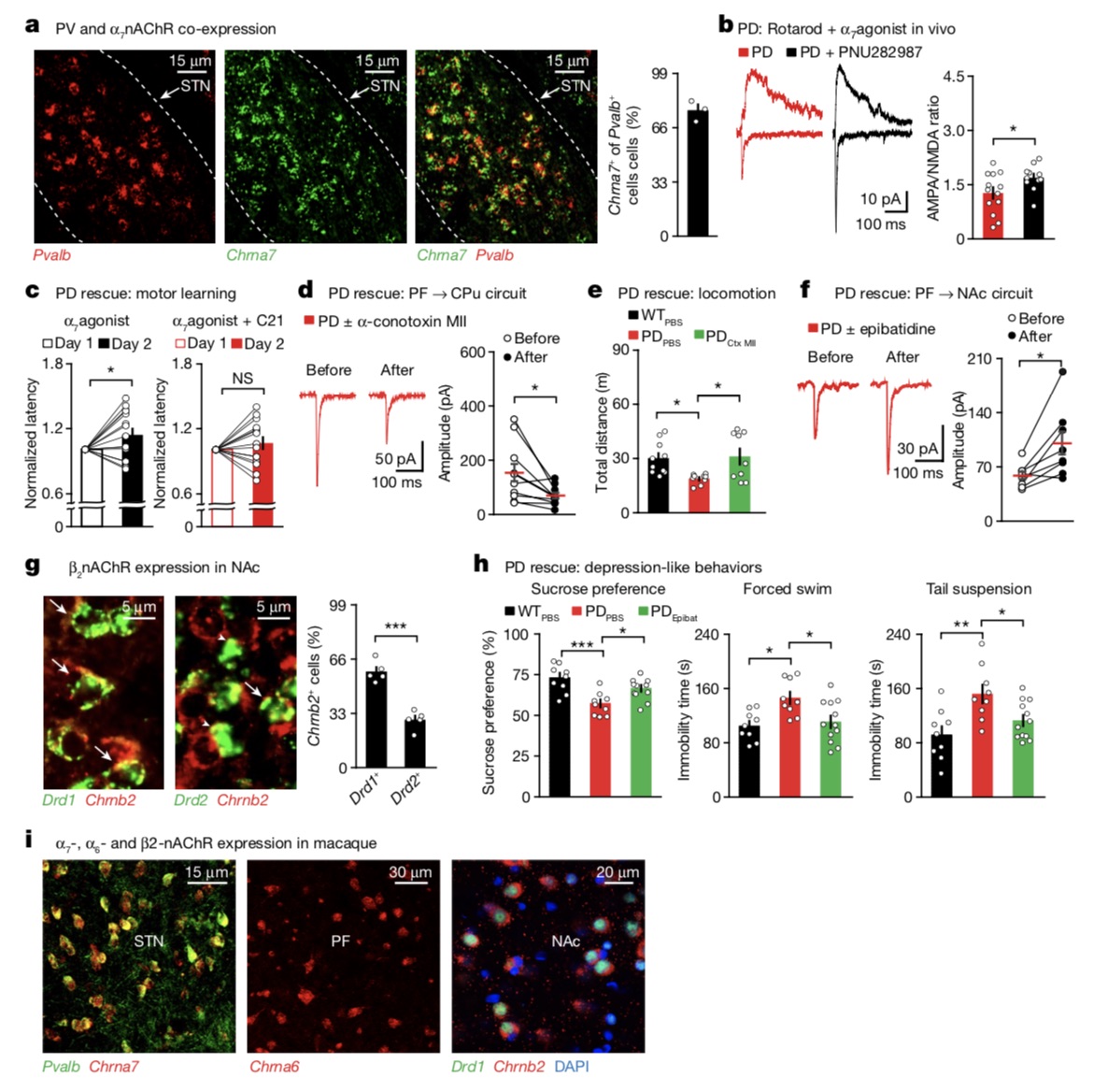 nAChRs targeting different loops can improve Parkinson's phenotype.