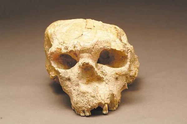 No. 2 skull fossil unearthed from the "Yunxian People" site