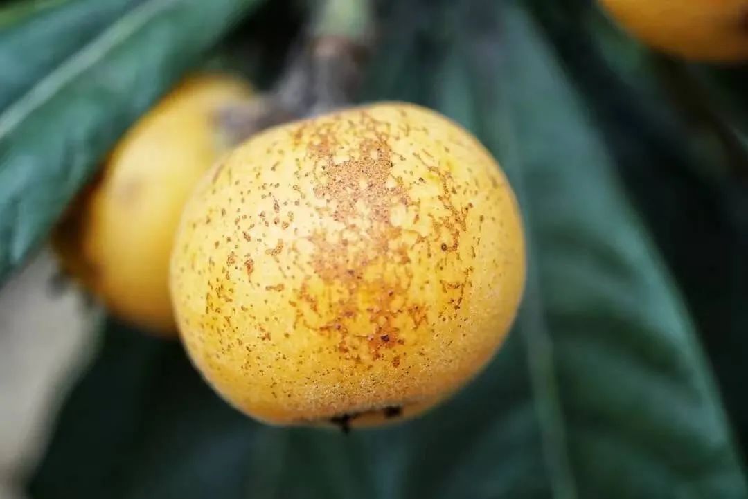 The first fruit of early summer - Suzhou Dongshan Baiyu loquat