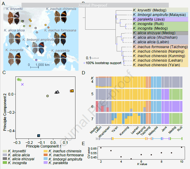 Fig. 2 Geographical distribution, genome-wide phylogenetic relationship and genetic structure of Nymphalus serrata. (A) The dots of different colors represent the sampling sites of different Nymphalidae species, and the corresponding male dorsal and ventral wing patterns are displayed at the same time; (B) The rooted maximum based on the genome-wide SNP data of 14 representative samples Likelihood phylogenetic relationship; (C) Principal component analysis clustering of 34 samples from different species; (D) Population genetic structure of 33 Nymphalidae samples; (E) Cross-validation error plot of population genetic structure shows that, K = 5 is the optimal clustering.