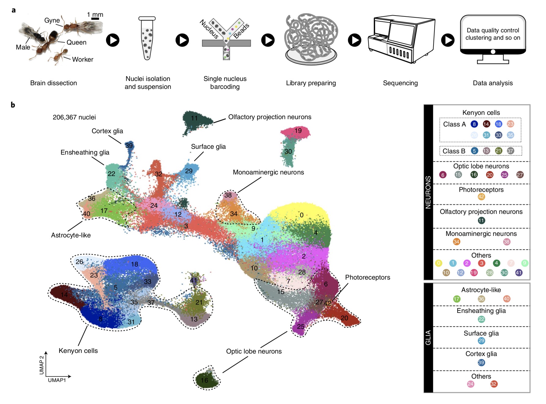 Transcriptome classification of ant brain cell types.