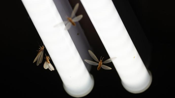 Termites are coming! Know yourself and the enemy