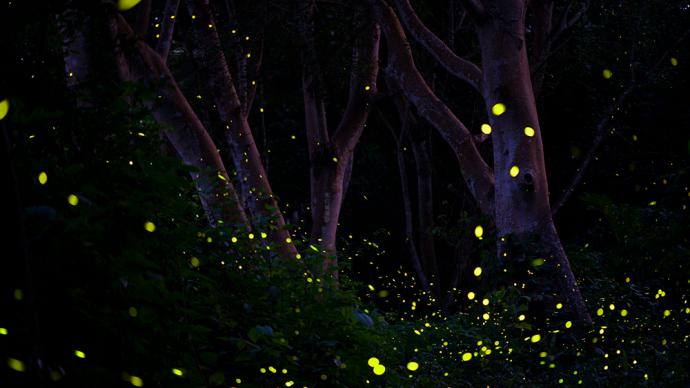 Nature walk | Firefly release: not romantic at all, but cruel